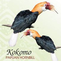 Kokomo - Papuan Hornbill