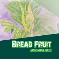 Breadfruit - Artocarpus altilis